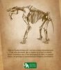 Cel mai mare mamifer din lume, disparut de 2 milioane de ani si descoperit in Romania, in expozitie aniversara la Antipa