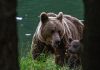 A-IV-a ediție a conferintei TusnadEcoBearConf, timp de patru zile, la Băile Tușnad