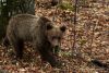 Precizări WWF-România legate de atribuțiile și implicarea în conservarea speciilor sălbatice, inclusiv managementul și conservarea speciei urs