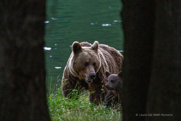 A-IV-a ediție a conferintei TusnadEcoBearConf, timp de patru zile, la Băile Tușnad