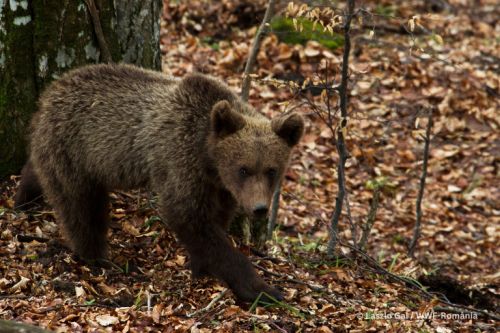 Precizări WWF-România legate de atribuțiile și implicarea în conservarea speciilor sălbatice, inclusiv managementul și conservarea speciei urs