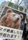 Protest în Japonia pentru protecția urșilor și a habitatelor naturale