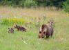 Raport WWF Planeta Vie 2026: Populațiile de animale sălbatice au scăzut în medie cu 73%. 