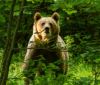 WWF: Comunitatea ”bear smart” de la Băile Tușnad este dovada că măsurile de prevenție consecvent aplicate fac posibilă coexistența cu urșii