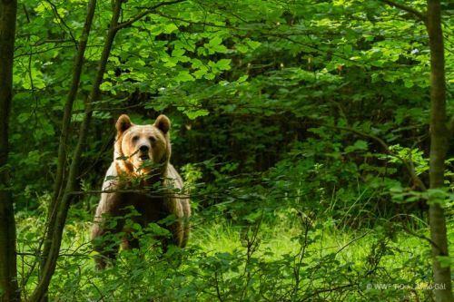 WWF: Comunitatea ”bear smart” de la Băile Tușnad este dovada că măsurile de prevenție consecvent aplicate fac posibilă coexistența cu urșii